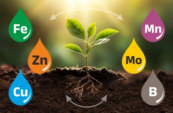 Micro Nutrients
