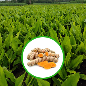 Turmeric